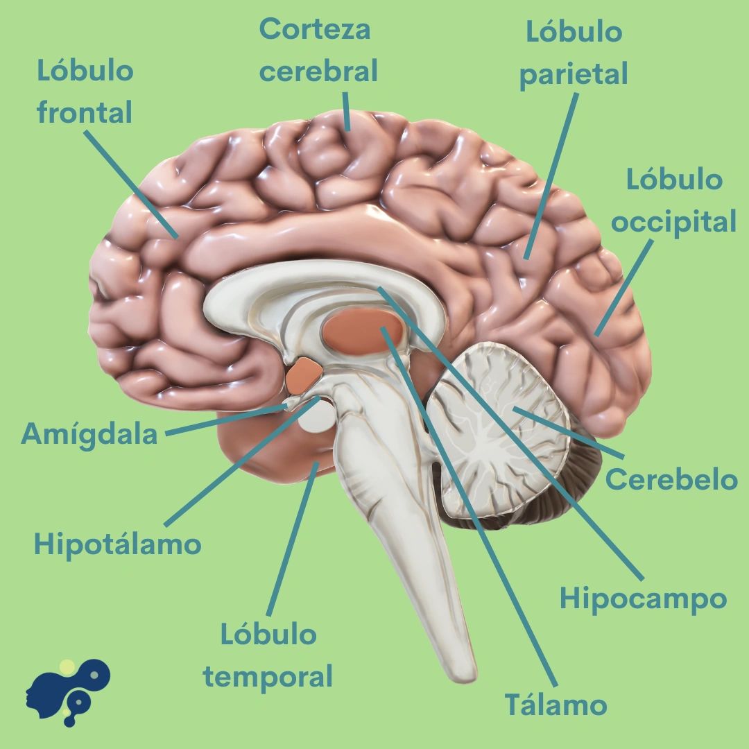 Día Internacional del Cerebro: descubriendo sus misterios